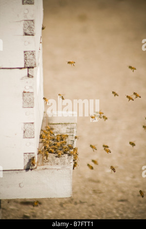 Worker bees returning to the hive Stock Photo