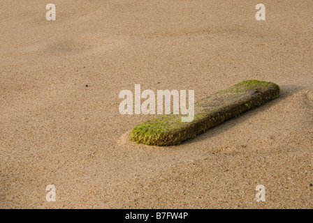 Piece of driftwood with some seaweed growing on it washed up on a sany beach. Stock Photo
