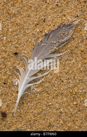 Close up of feather which has been washed up on a sandy beach Stock Photo