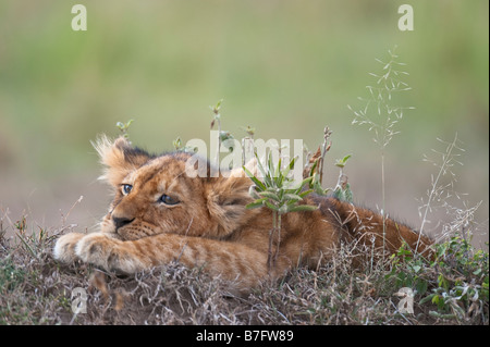 African lion cub Stock Photo