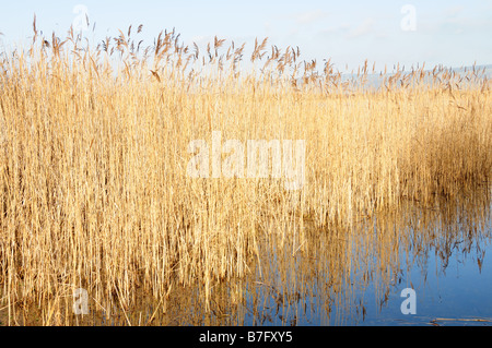 Reed Beds Kenfig Pool National Nature Reserve Mid Glamorgan Wales Stock Photo