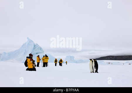 Photographer looking at 2 Emperor penguins on the fast Ice attached to Snow Hill Island in the Weddell Sea of Antarctica Stock Photo