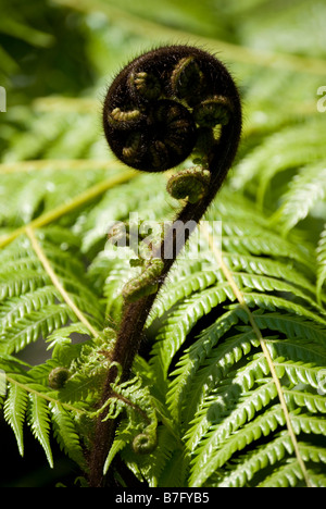 Unfurling frond (Koru) of silver fern (Alsophila dealbata), Marlborough Sounds, Marlborough Region, New Zealand Stock Photo