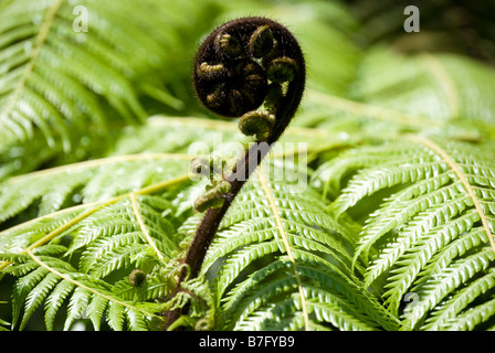 Unfurling frond (Koru) of silver fern (Alsophila dealbata), Marlborough Sounds, Marlborough Region, New Zealand Stock Photo