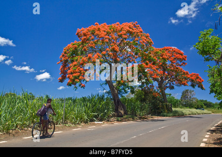 Flame Tree Flamboyant Royal Poinciana sugar cane fields 2 local people on bicycle Mauritius Africa Stock Photo