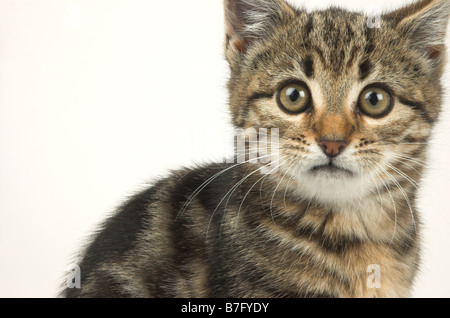 Young kitten 8 weeks old looking at camera Stock Photo