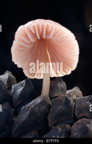 Mushroom growing on a pine cone Stock Photo