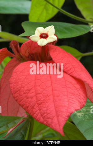 Ashanti Blood Red Flag Bush Tropical Dogwood (Mussaenda erythrophylla) flower hedge Chinese Garden Singapore October Stock Photo