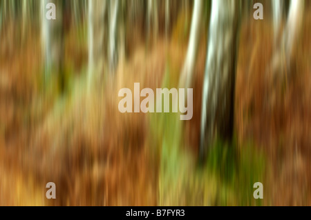 Silver birch trees Brickhill woods England  (intentional camera movement) Stock Photo