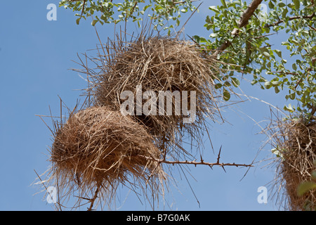 Black headed weaver bird nests Tsavo East National Park Kenya Stock Photo