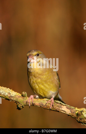 greenfinch carduelis chloris perched on branch Stock Photo