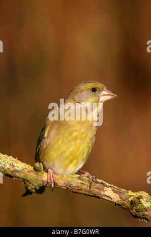 greenfinch carduelis chloris perched on branch Stock Photo