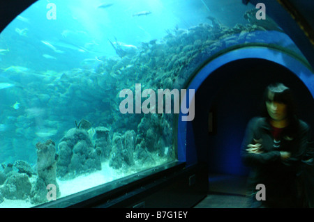 World's Deepest aquarium tunnel at The Deep in Hull Stock Photo