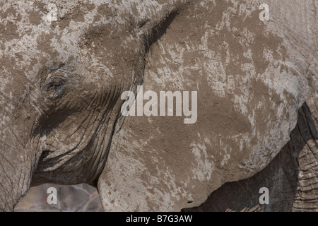 elephant closeup after mudbath Stock Photo