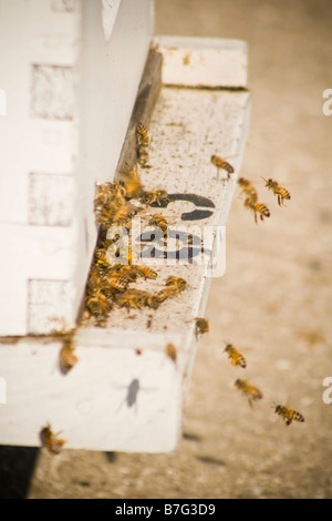 Worker bees returning to the hive Stock Photo