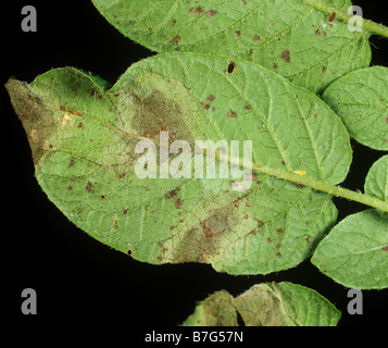 Potato late blight Phytophthora infestans mycelium on potato leaf underside Stock Photo