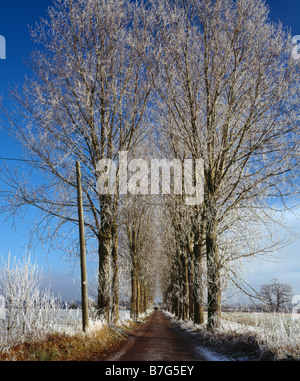 Avenue of trees covered in Haw frost. Skid Hill Farm, Biggin Hill, Kent, England, UK. Stock Photo