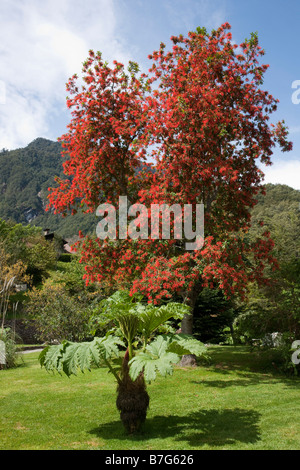 Gunerra and Chilean fire bush at Peulla Stock Photo