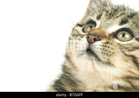 Young kitten 8 weeks old looking up Stock Photo