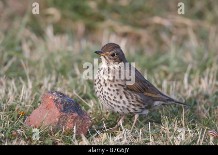 SONG THRUSH Turdus philomelos STANDING AT BRICK ANVIL Stock Photo