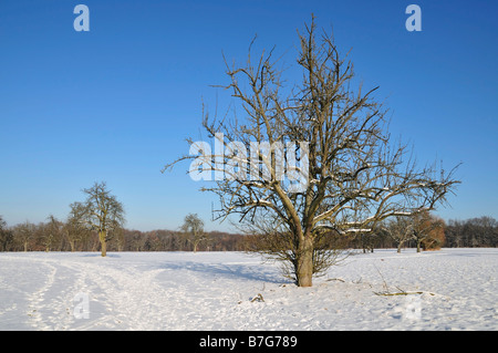 Winter in Naturpark Schönbuch (natural park Schoenbuch), Baden-Wuerttemberg, Germany Stock Photo