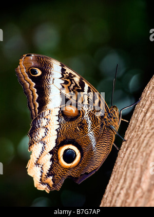 Tawny Owl butterfly Caligo memnon at the Tennessee Aquarium in Chattanooga Stock Photo