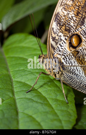 Tawny Owl butterfly Caligo memnon at the Tennessee Aquarium in Chattanooga Stock Photo