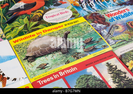 Brooke Bond PG Tips picture card albums issued by between 1954 - 1980 Stock Photo