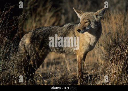 Coyote (Canis latrans) gazing into the sun in Joshua Tree National Park, California, USA. Stock Photo