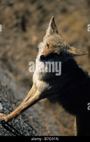 Profile of a Coyote (Canis latrans) in Joshua Tree National Park, California, USA. Stock Photo