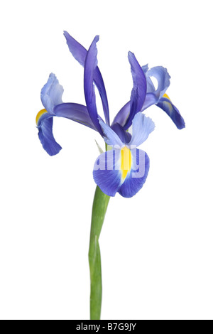 Purple iris flower cut out on white background Stock Photo