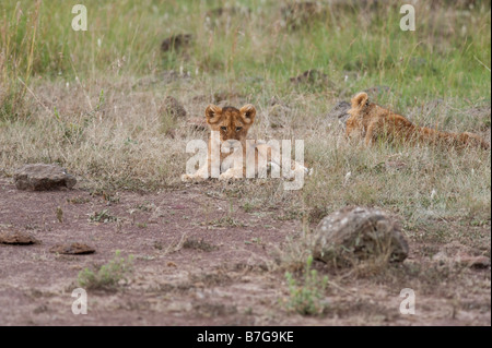 Two three month old lion cubs Stock Photo