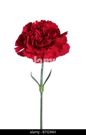 Red carnation flower cut out on white background Stock Photo