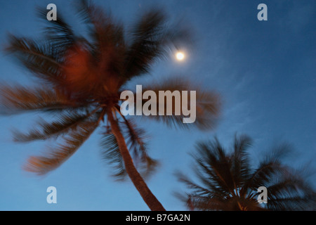 Palms trees in motion under moonlight Stock Photo