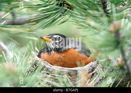American Robin on Nest Stock Photo