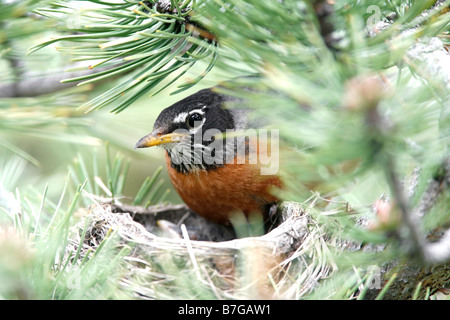 American Robin on Nest Stock Photo