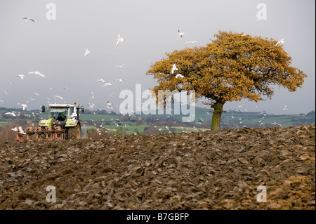 A tractor ploughs up a field whilst  pursued by a flock of gulls. Stock Photo