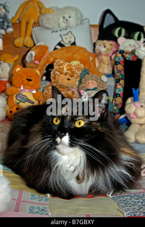 Fluffy long haired tortoiseshell colored Norwegian forest cat lying on bed among stuffed cat doll toys Stock Photo