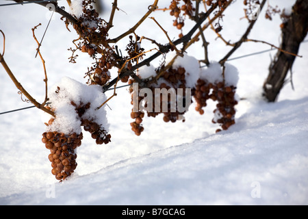 Frozen grapes on vines with snow for Ice Wine Niagara ON Canada Stock Photo