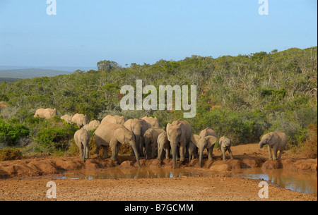 Herd of African elephants drinking water at Marion Baree waterhole in Addo Elephant National Park, Eastern Cape, South Africa Stock Photo