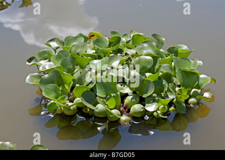 Water hyacinth plants Eichhornia crassipes Lake Naivasha Kenya Stock Photo