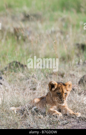 Young lion cub in savannah Stock Photo