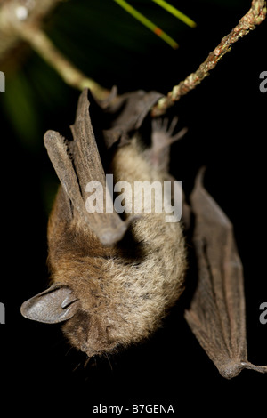 little brown bat Myotis lucifugus Stock Photo