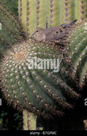 Mourning Dove (Zenaida macroura) On nest - Mother and hatchlings - Arizona Stock Photo