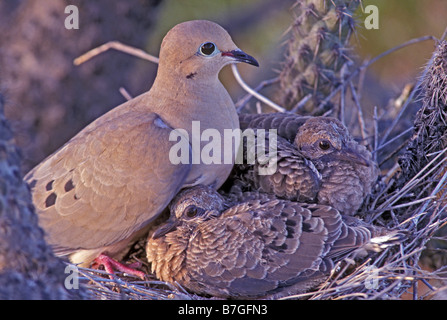 Mourning Dove (Zenaida macroura) On nest - Mother and hatchlings - Arizona Stock Photo