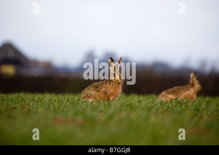 Hares on farmland (Lepus europaeus) Stock Photo