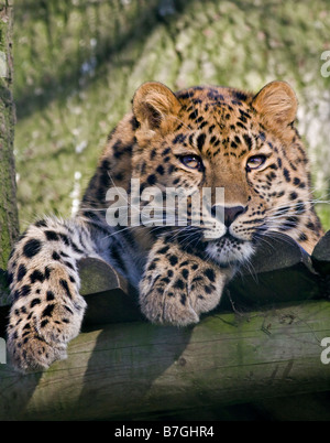 Juvenile Amur Leopard (Panthera pardus orientalis), UK Stock Photo