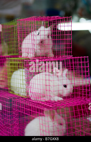 Pet Stall Chatuchak Weekend Market Bangkok Stock Photo