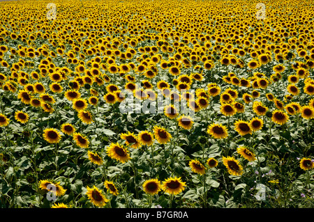 Sunflowers, Summer in France Stock Photo