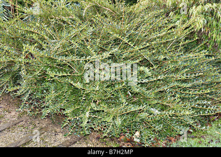 LONICERA PILEATA MOSS GREEN Stock Photo - Alamy